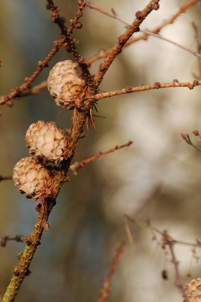 sized_DSC_4796.JPG - Larix