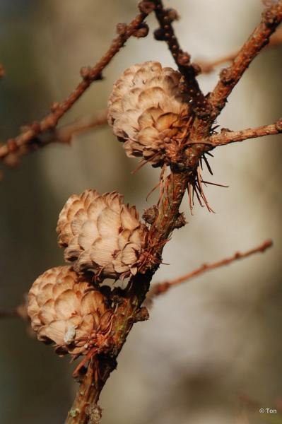 sized_DSC_4800.JPG - Larix