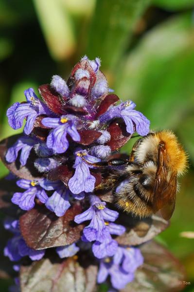 Hommel.JPG - Hommel