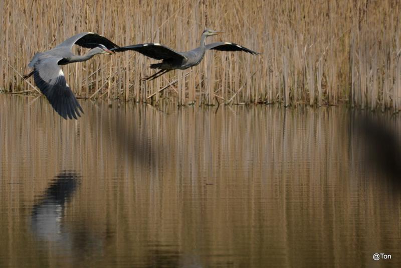 DSC_3466.JPG - Blauwe reigers