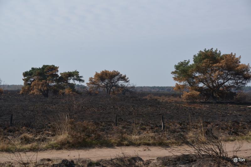 DSC_3400.JPG - Brandschade op de Leenderheide