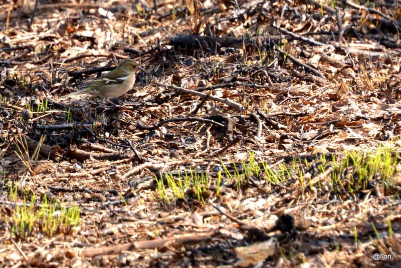 DSC_3417.JPG - toch alweer een beetje groen...