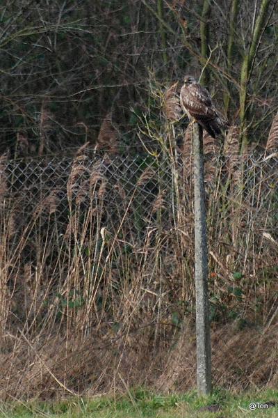 DSC_1917.JPG - Buizerd