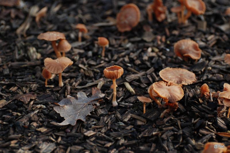 DSC_1922.JPG - Paddenstoelen