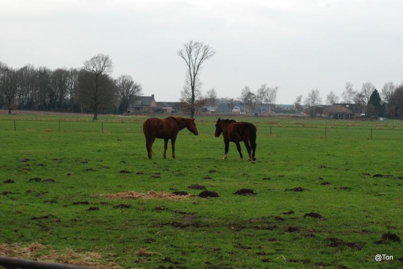 DSC_1930.JPG - Paarden bij de manege