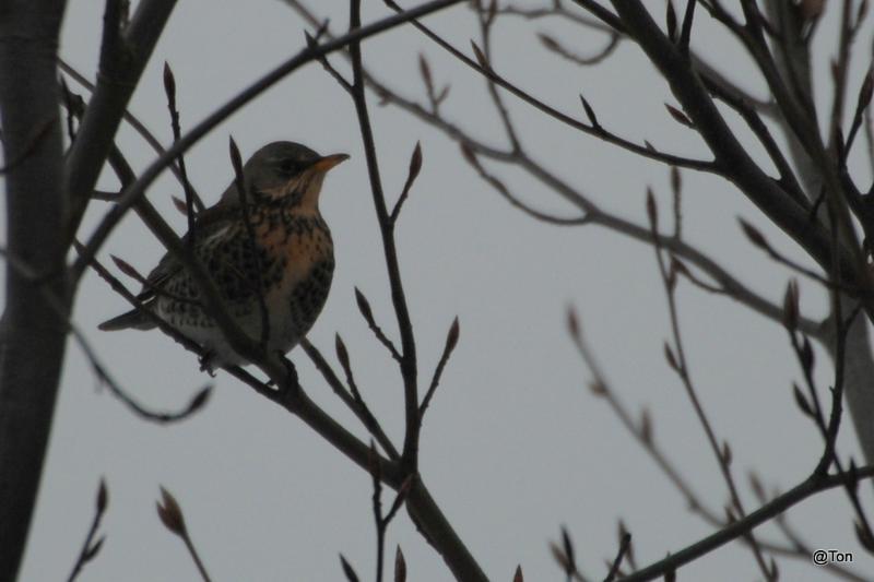 DSC_2263.JPG - Kramsvogel