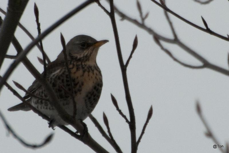 Kramsvogel.JPG