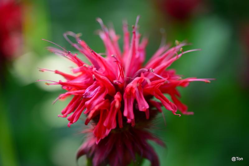 DSC_6785.JPG - Bergamot plant