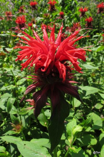 IMG_7086.JPG - Bergamot plant