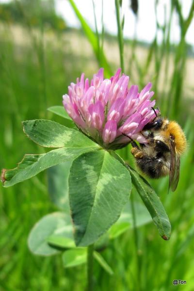 IMG_6796.JPG - Hommel op de rode klaver