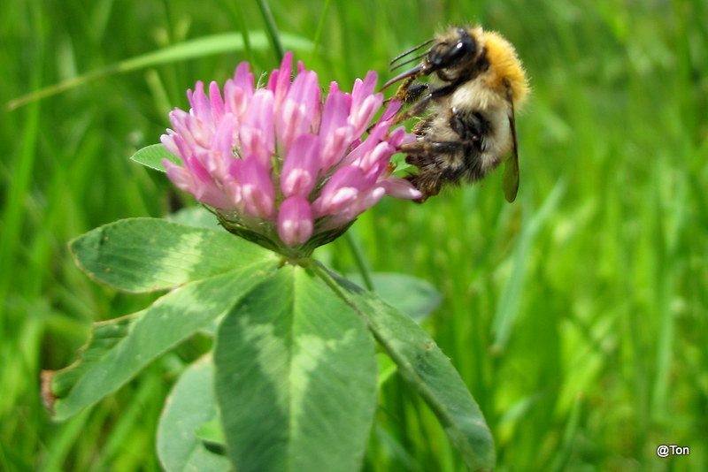 IMG_6797.JPG - Hommel op de rode klaver