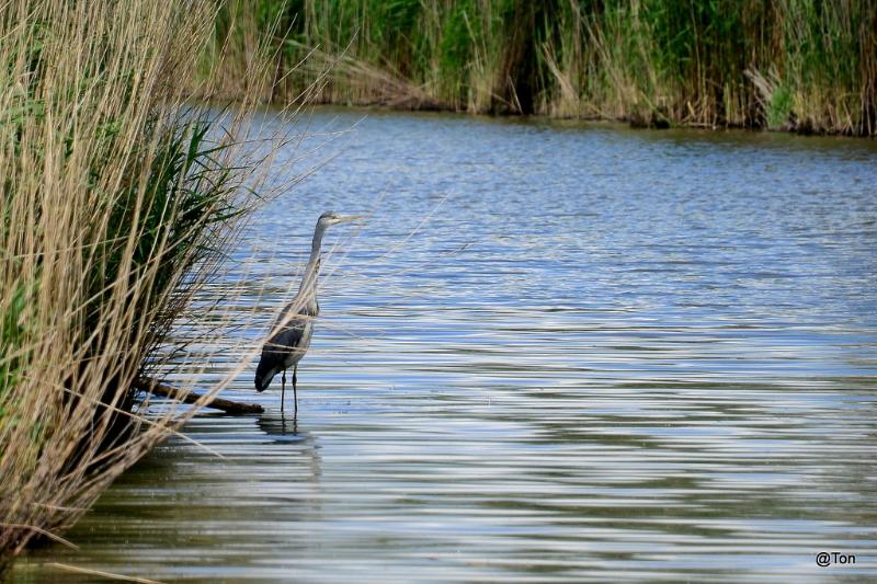 DSC_5849.JPG - Blauwe reiger