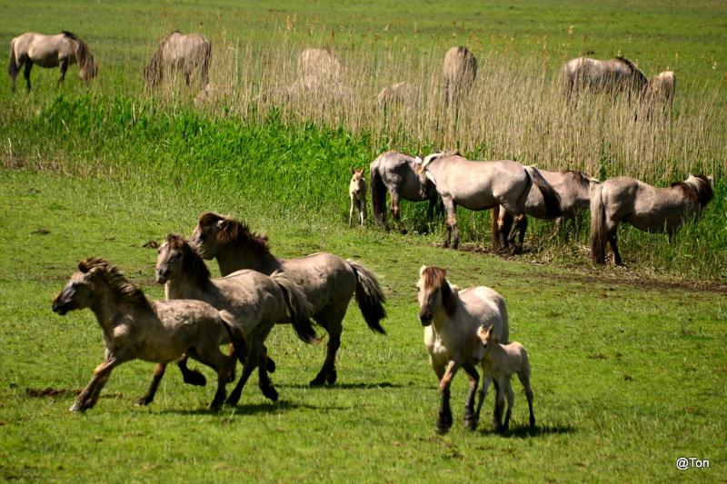 DSC_5872.JPG - Konikpaarden gezien vanuit kijkhut Zeearend