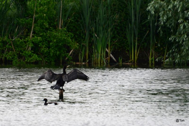 DSC_5487.JPG - Aalscholver