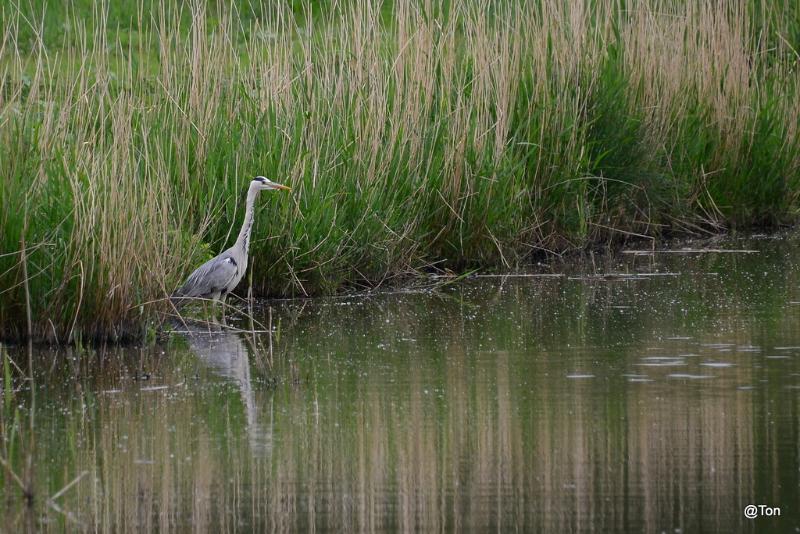 DSC_5531.JPG - Blauwe reiger