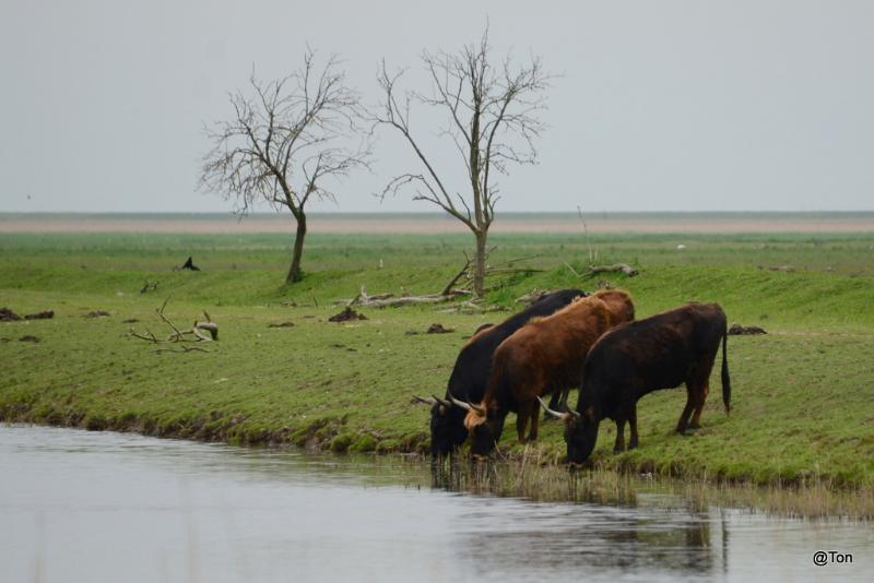 DSC_5540.JPG - Heckrunderen