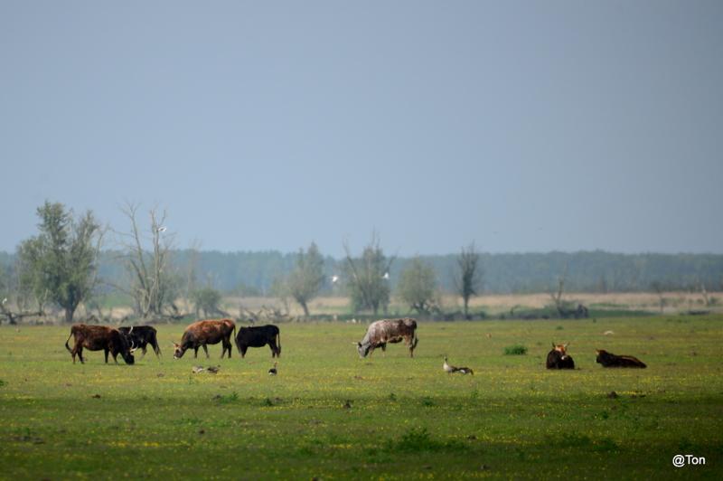 DSC_6015.JPG - Heckrunderen