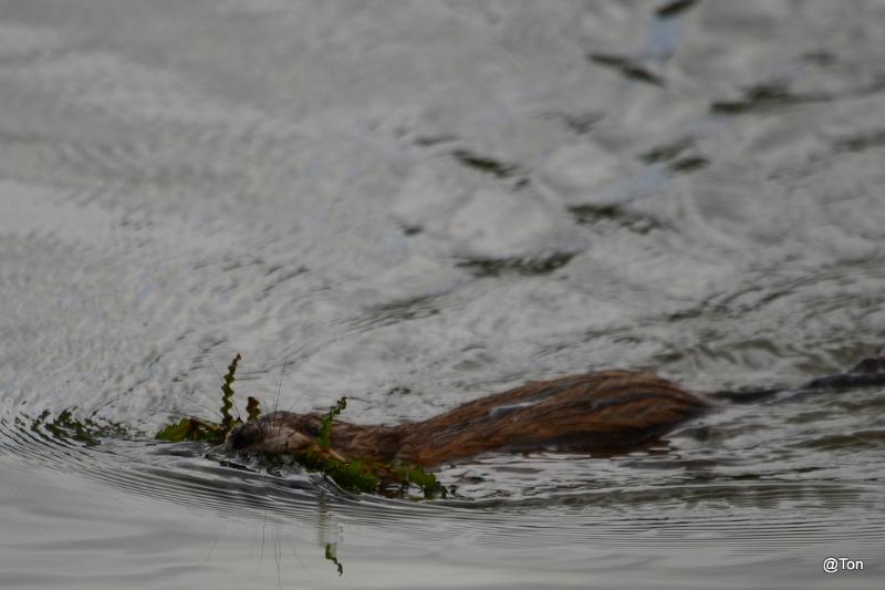 DSC_6182.JPG - muskusrat