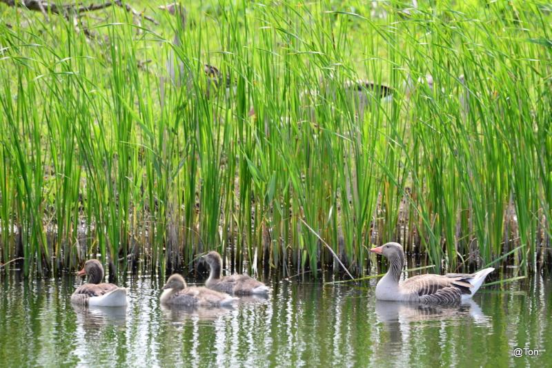 DSC_6315.JPG - Grauwe gans met jongen