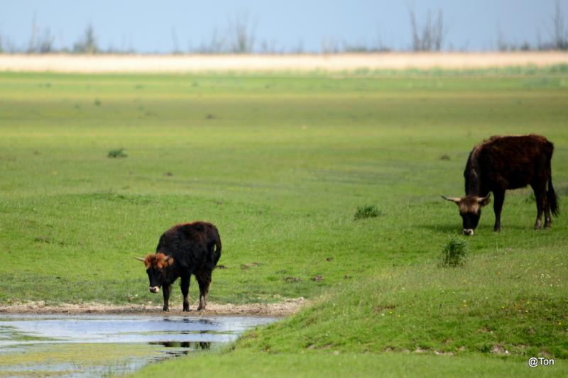 DSC_5728.JPG - Heckrunderen