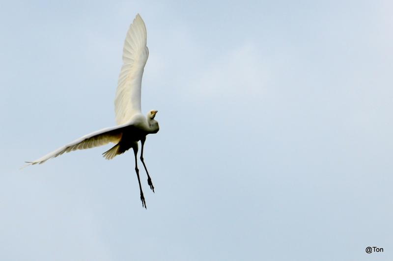 DSC_5732.JPG - Zilverreiger