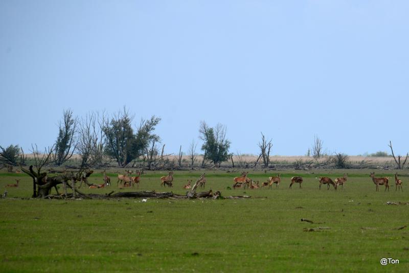 DSC_5738.JPG - grote groep Hindes