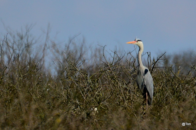 DSC_2296.JPG - Blauwe reiger