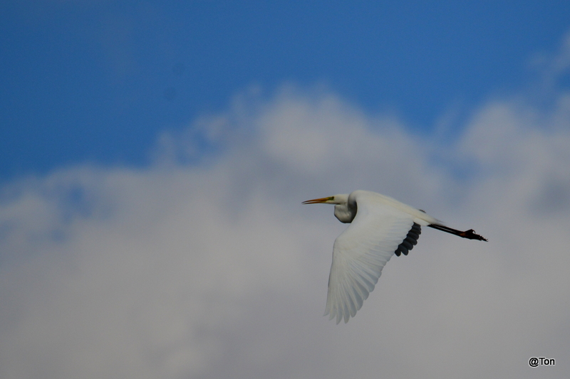 DSC_2372.JPG - Zilverreiger