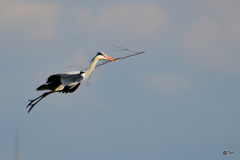 DSC_2377.JPG - blauwe reiger met een grote tak voor het nest