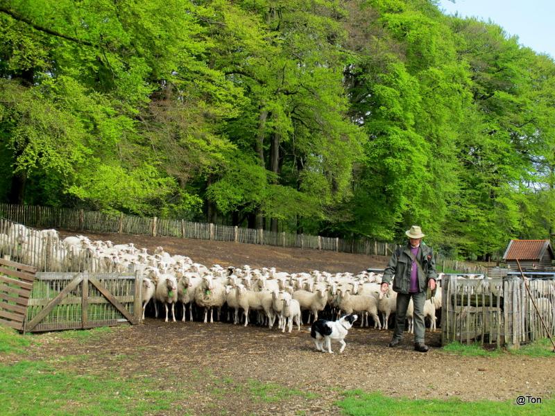 IMG_6539.JPG - Schapen worden losgelaten bij de schaapskooi in Hoog Buurlo