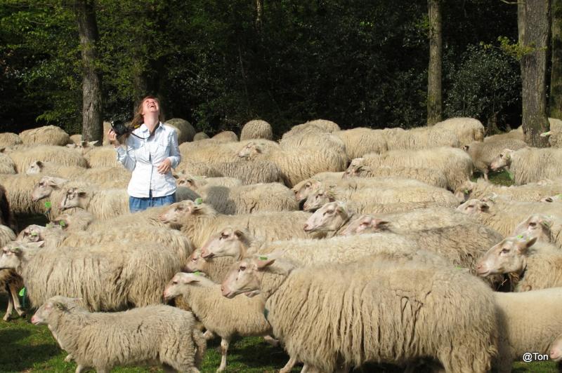 IMG_6545.JPG - Tussen de schapen.....