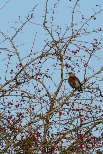 DSC_3806.JPG - Kramsvogel