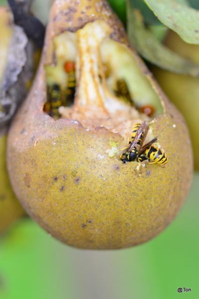 DSC_2464.JPG - De peer wordt opgegeten door de wespen en andere insecten