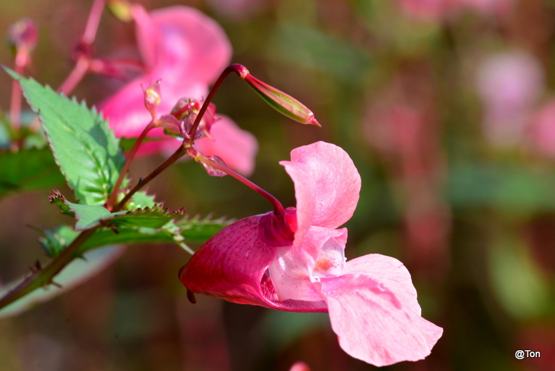 DSC_2550.JPG - wilde orchidee