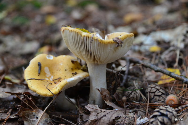 DSC_2674.JPG - Russula geelwit