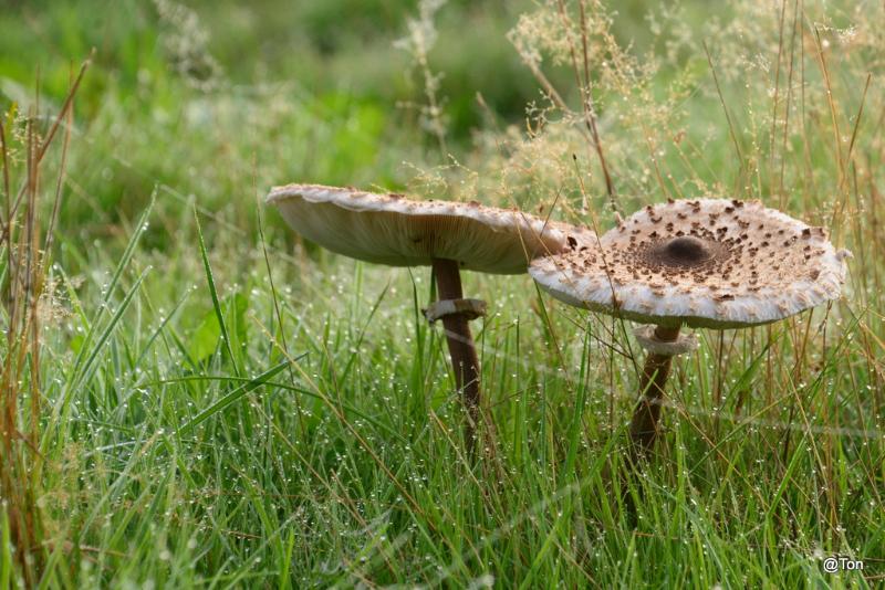 DSC_5394.JPG - Grote parasolzwammen