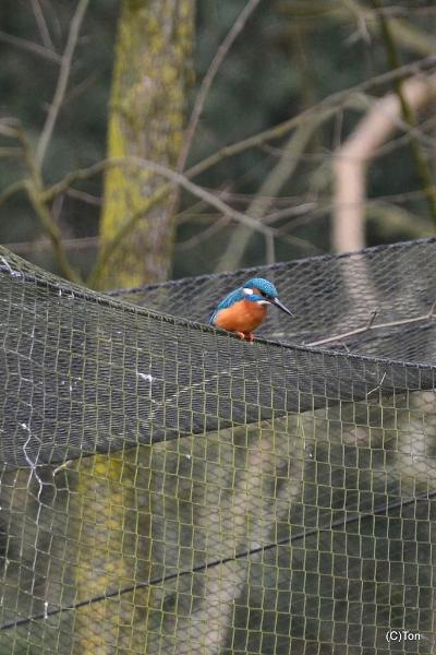 DSC_5080.JPG - IJsvogeltje