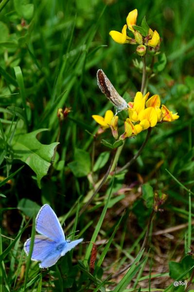 DSC_1695-001.JPG - Icarusblauwtjes