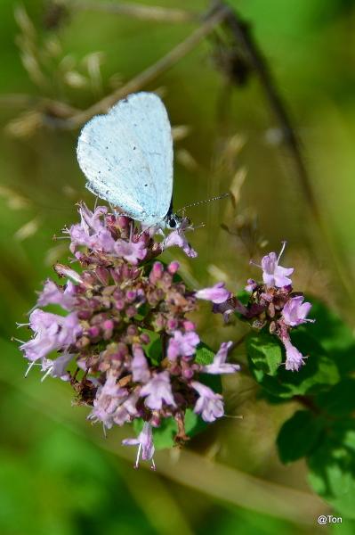 DSC_1271.JPG - Blauwtje