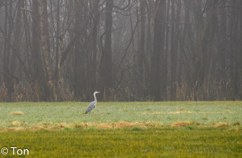 DSC_2478.jpg - Blauwe reiger