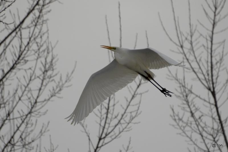 _DSC1302.JPG - Zilverreiger bij de Buulder AA