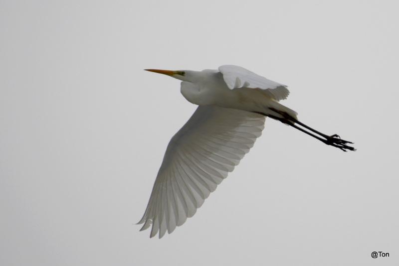 _DSC1304.JPG - Zilverreiger