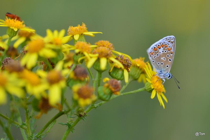 DSC_0019.JPG - Icarusblauwtje