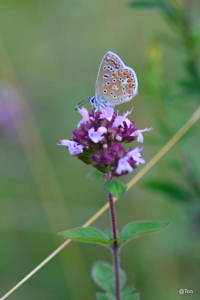 DSC_0035.JPG - Icarusblauwtje