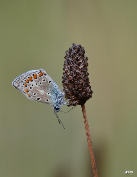 DSC_0064.JPG - Icarusblauwtje