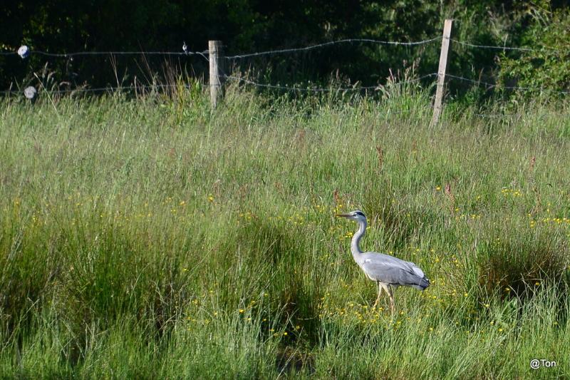 DSC_7609.JPG - blauwe reiger bij de paddenpoel