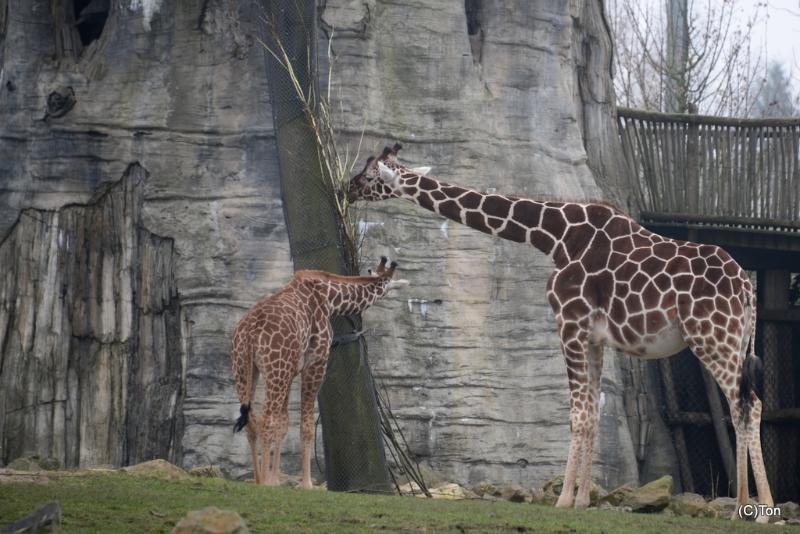 DSC_3431.JPG - Giraffen