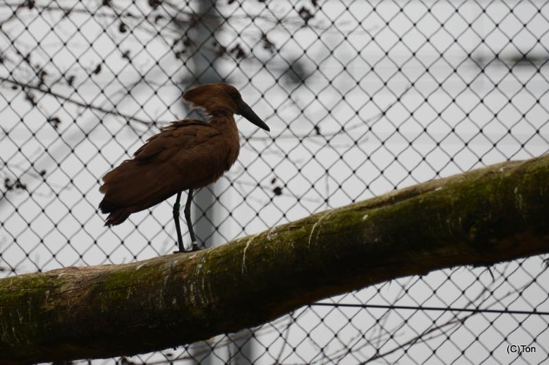 DSC_3439.JPG - Hamerkop