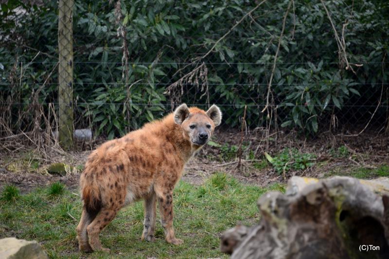 DSC_3463.JPG - Hyena