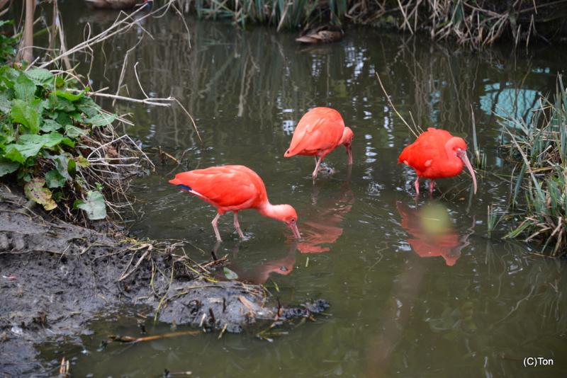 DSC_3781.JPG - Rode ibis